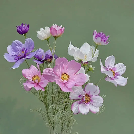 Artificial Cosmos Flower Branch – 4-Fork Stem for Home & Wedding Décor